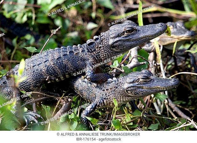 Alligator mississippiensis Aligator