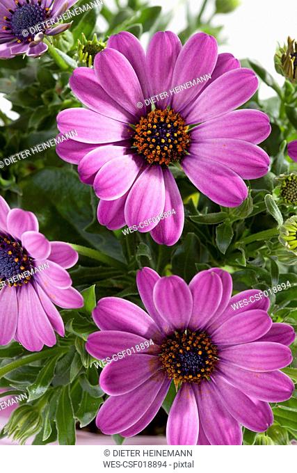 South African Daisy flowers, close up