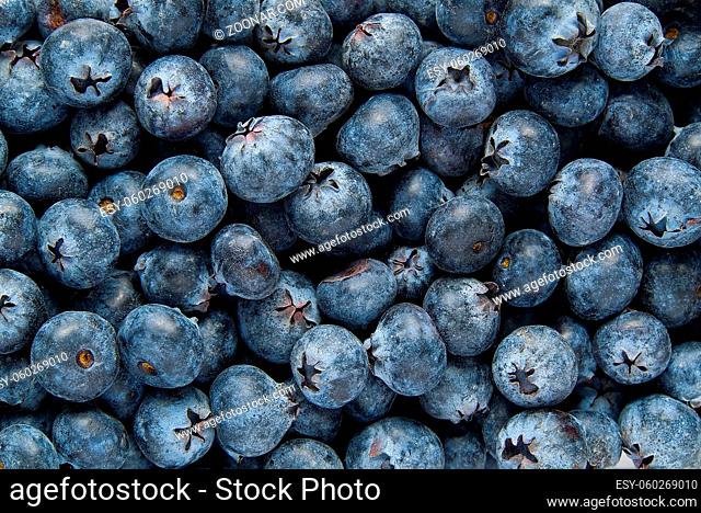 Organic blueberry background. Fresh Bilberries. Background from freshly picked blueberries. Close-up background