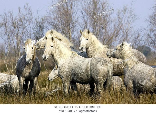 CAMARGUE HORSE, HERD STANDING IN SWAMP, SAINTES MARIE DE LA MER IN SOUTH OF FRANCE