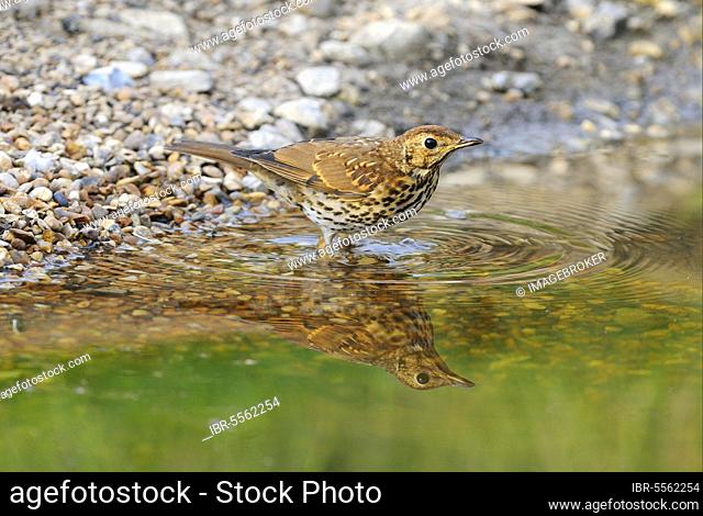 Song Thrush (Turdus philomelos) adult, standing at edge of water, Oxfordshire, England, United Kingdom, Europe