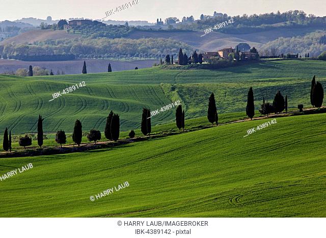 Hilly landscape with wheat fields and cypress trees, Asciano, Crete Senesi, Province of Siena, Tuscany, Italy