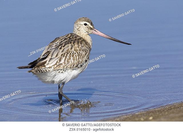 Bar-tailed Godwit (Limosa lapponica), standing in the water, Liwa, Al Batinah, Oman