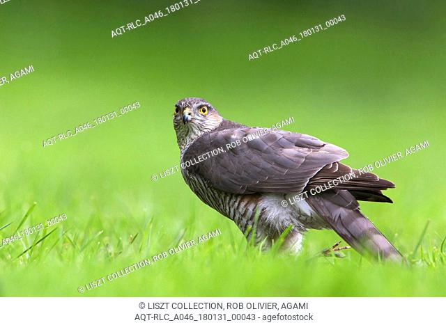 Eurasian Sparrowhawk predating on a Blackbird, Eurasian Sparrowhawk, Accipiter nisus