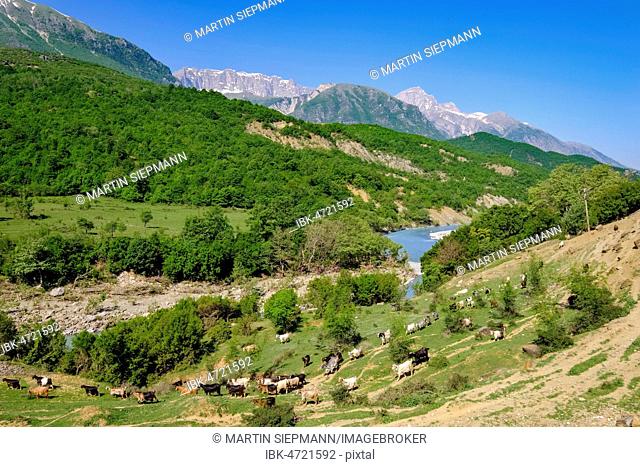 Goat herd, Vjosa river, Upper Vjosa valley, near Çarçovë, Nemërçka mountains, Gjirokastra district, Gjirokastër, Albania