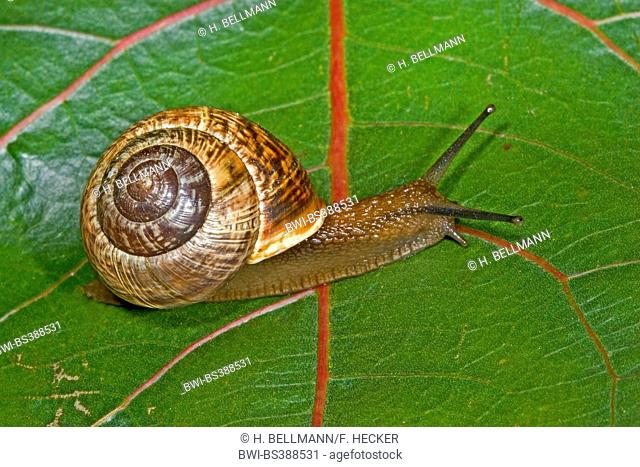 Orchard snail, Copse snail (Arianta arbustorum), on a leaf, Germany