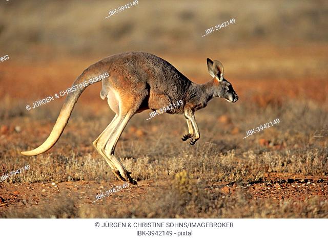Red Kangaroo (Macropus rufus), adult female, jumping, Sturt National Park, New South Wales, Australia