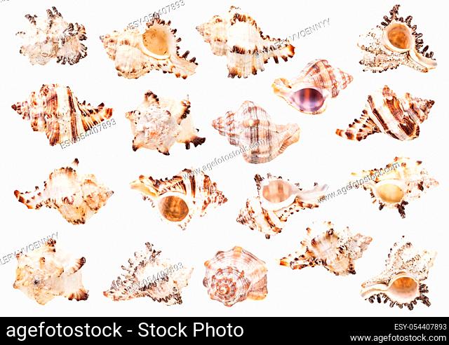 set of light shells of sea snails isolated on white background