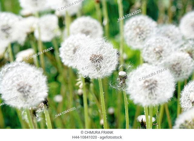 Dandelions, Botany, Blow, Blowing, Close-up, Color, Colour, Dandelion, Delicate, Detail, Ephemeral, Flower, Flowers, H