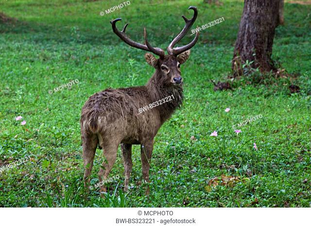 Thamin, Brow-antlered deer, Eld's deer (Panolia eldii, Rucervus eldii, Cervus eldii), standing in a meadow, Burma