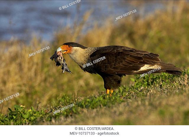 Crested Caracara - with remains of American Coot, scavanging (Polyborus plancus)
