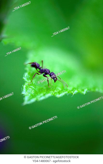 Bullet Ant Paraponera clavata, in the forest, Costa Rica