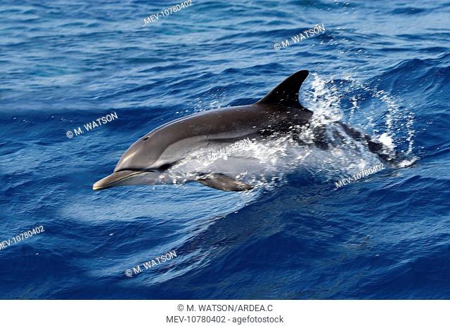 Striped Dolphin - swimming in the Strait of Gibraltar (Stenella coeruleoalba)