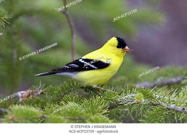 Male American Goldfinch Carduelis tristis sitting on white spruce tree branch. Ontario. Canada