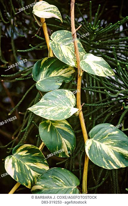 Devil's Ivy, also called Golden Pothos (Scindapsus aureus) vine, 15 years growing in tree