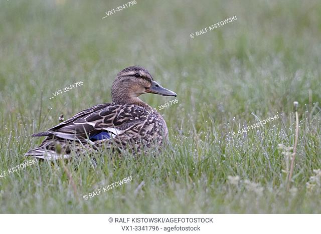 Mallard / Wild Duck ( Anas platyrhynchos ), adult female, sitting / resting on a dew wet grassland, in a meadow, wildlife, Europe.