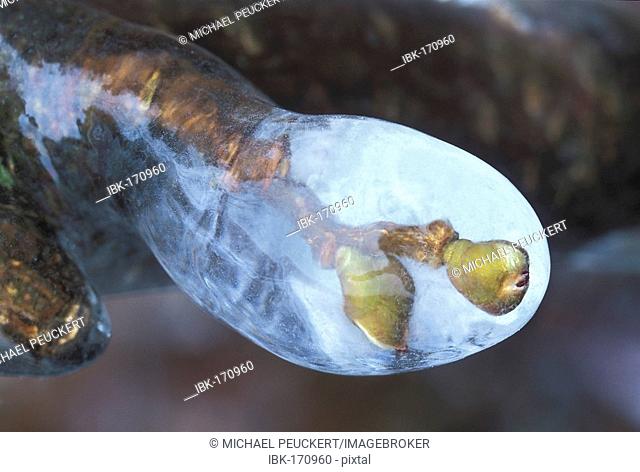 Buds of an apple tree encased in ice after a freezing rain