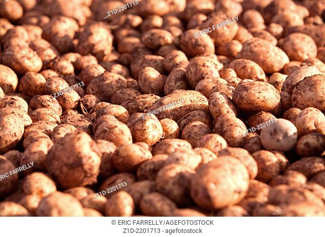 Harvested potatoes Scotland