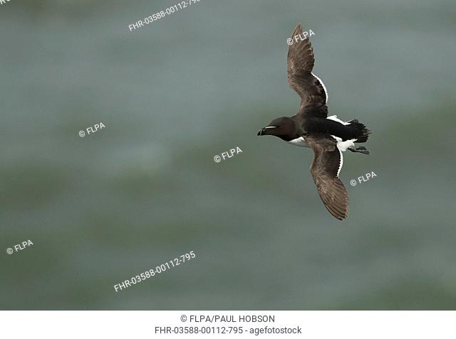Razorbill Alca torda adult, summer plumage, in flight, Bempton Cliffs RSPB Reserve, East Yorkshire, England, july