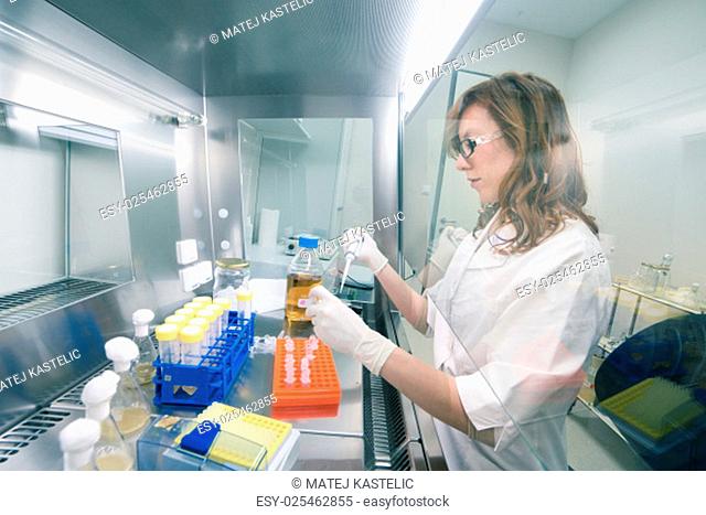 Female life scientist researching in laboratory, pipetting cell culture medium samples in laminar flow. Photo taken from laminar interior