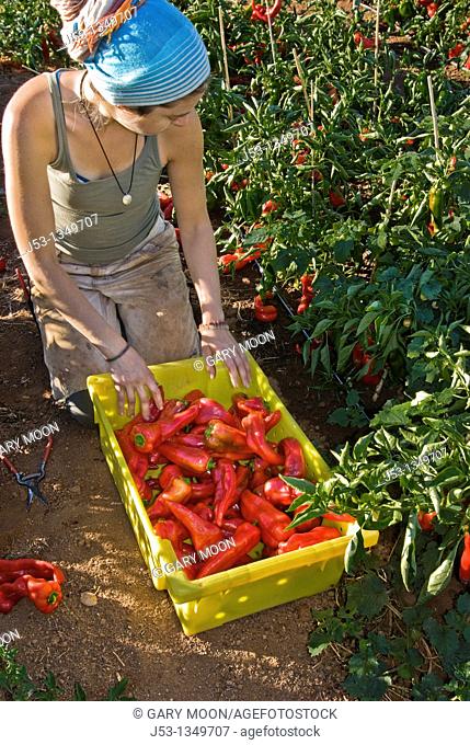 Young woman picking organic bell peppers on small organic farm, Nevada City, California