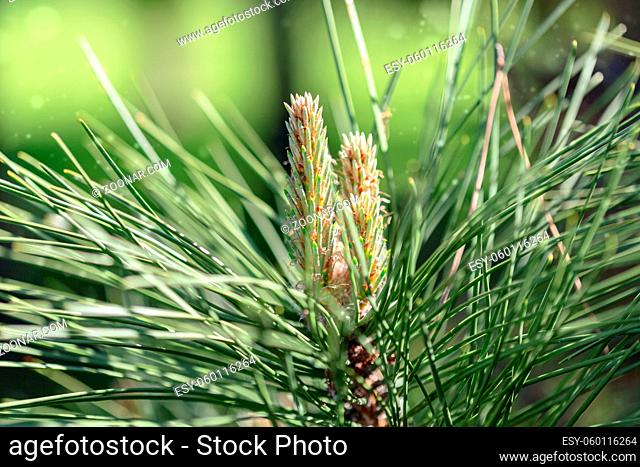 Young shoots austrian black pine close up. Green shoots on branches in spring garden. Copy space. Selective focus