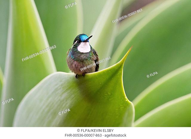 White-throated Mountain-gem (Lampornis castaneoventris) adult male, perched on leaf, Savegre, Costa Rica, April