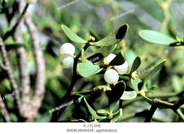 fir mistletoe Viscum album ssp. abietis, fruits, Greece, Creta