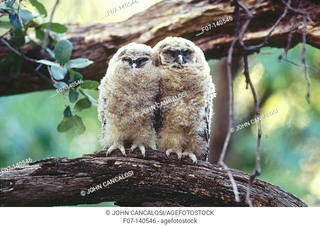 Spotted Owls (Strix occidentalis lucida). Arizona. USA