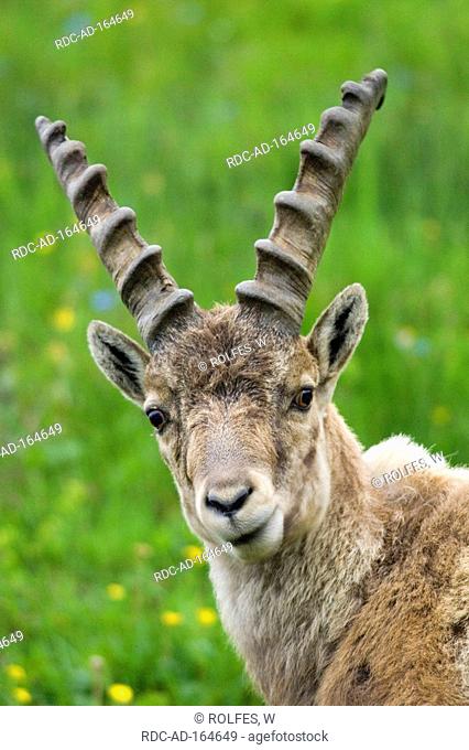 Alpine Ibex national park Upper Tauern Carinthia Austria Capra ibex alps