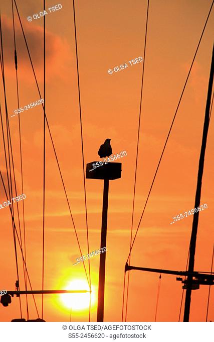 Masts in the sunset. Maremagnum area, Port Vell, Barcelona, Catalonia, Spain