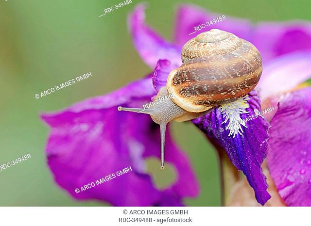 Brown Garden Snail on Iris, Provence, Southern France / Cornu aspersum, Cryptomphalus aspersus, Helix aspersa, Iris spec