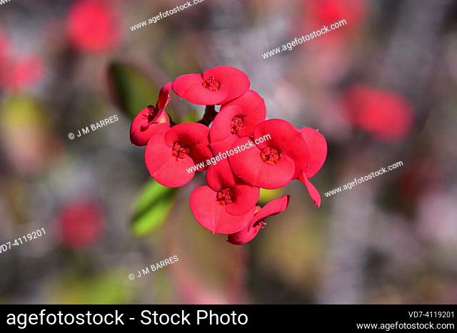 Crown of thorns or Christ thorn (Euphorbia milii) is a succulent shrub native to Madagascar. Flowered (cyathia) plant