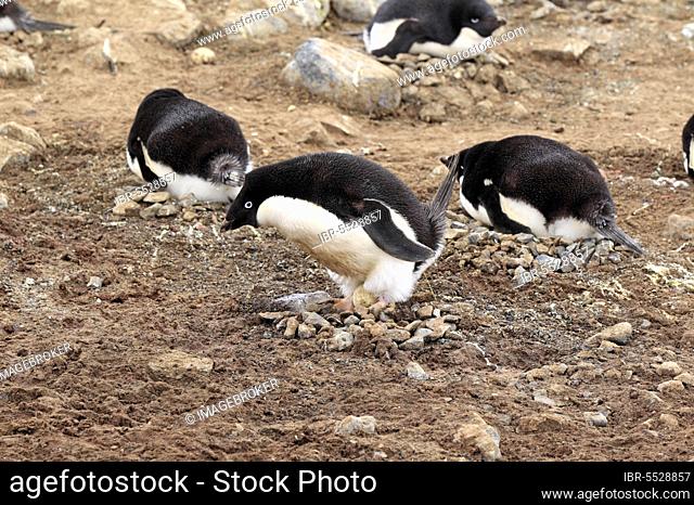Adelie Penguin (Pygoscelis adeliae), group breeding, Antarctica, Devil Island, Weddell Sea, Antarctica