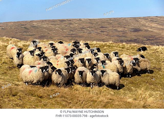 Domestic Sheep, Scottish Blackface ewes, Hexham type, flock with collie sheepdog on moorland, Alston, Cumbria, England, spring