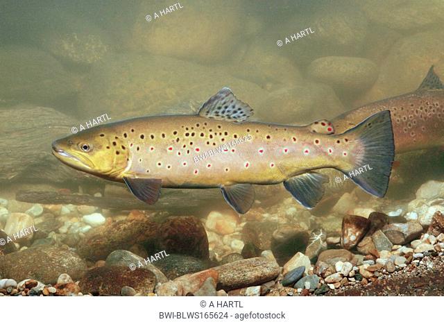 brown trout, river trout, brook trout Salmo trutta fario, male, 40 cm, Germany, Bavaria