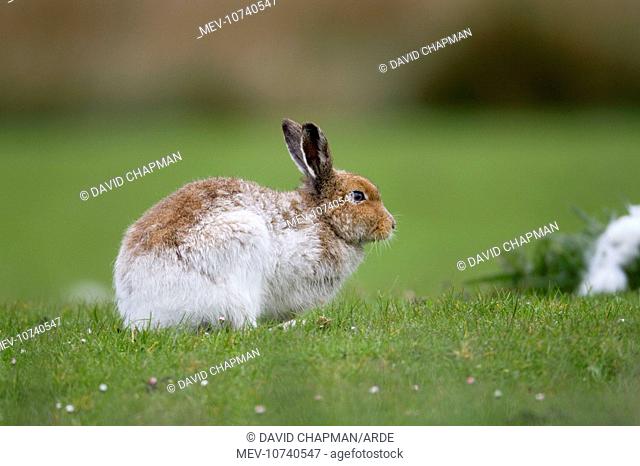 Irish Hare - Isle of Mull (Lepus timidus hibernicus)