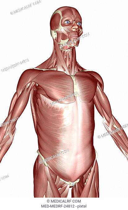 The muscles of the upper body