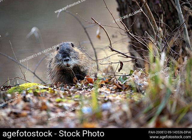 04 February 2020, Brandenburg, Stradow: A nutria while eating. Originally from South America, the species was bred on farms for its fur