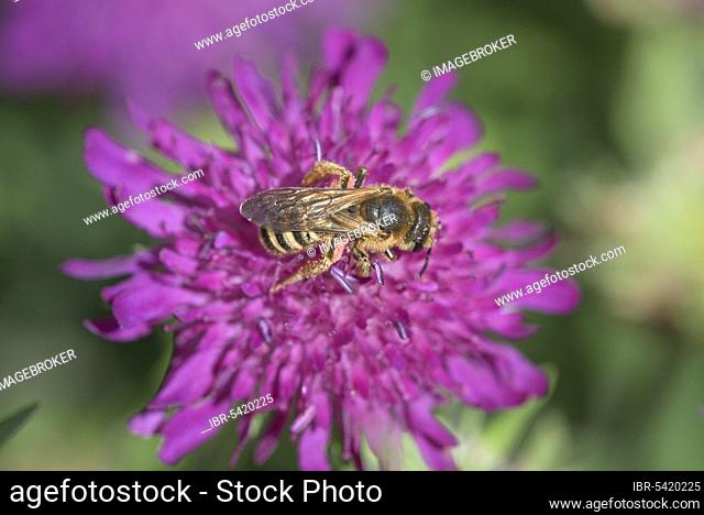 Sweat Bee (Halictus scabiosae) (Scabiosa) Scabiose, nature park Park Frau-Holle-Land, Lower Saxony, Germany, Europe