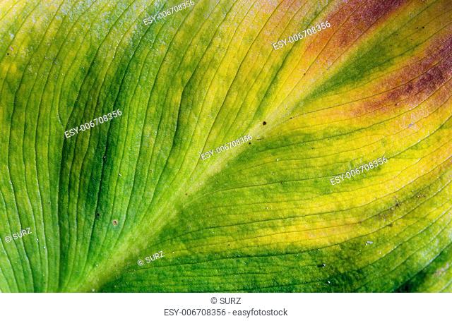 Close-up of leaf of lily. Green and yellow color
