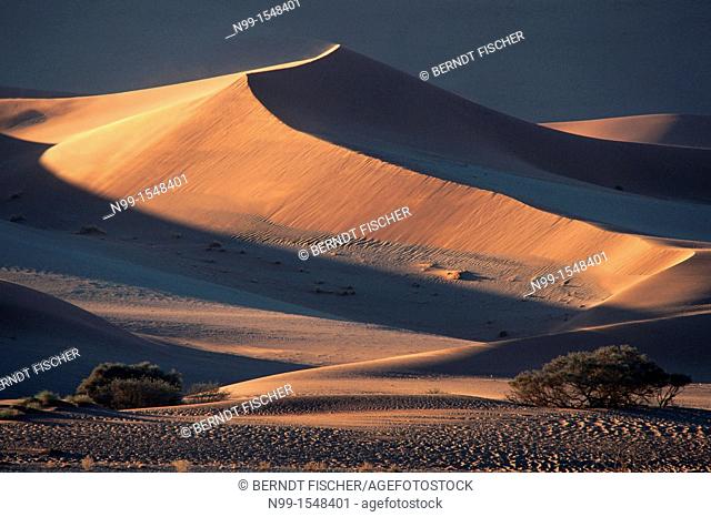 Sossus Vlei, Namib Desert, Namib-Naukluft Park, sand dunes, camel thorn, sunset light, Namibia
