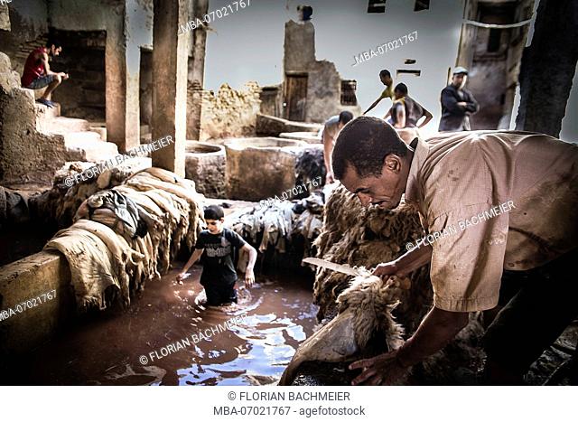 Tanner in a tannery in the bazaar of Fez