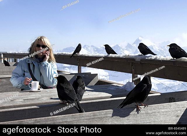 Birds on the Nebelhorn Germany