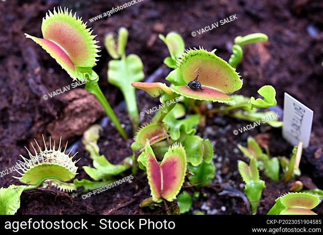 Carnivorous plants exhibition in the Botanical Garden of the Faculty of Science, Masaryk University, Brno, Czech Republic, May 19, 2023