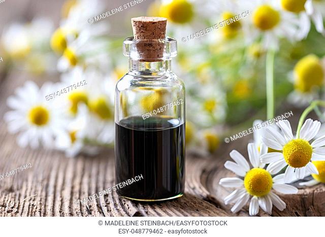 A bottle of dark blue German chamomile essential oil and fresh flowers