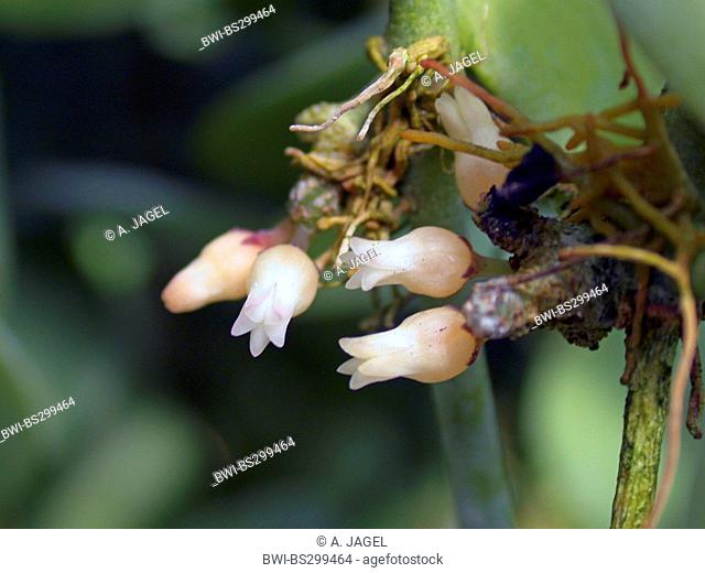 Dischidia merrillii (Dischidia merrillii), flower