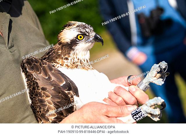 10 September 2019, Lower Saxony, Friesoythe: An osprey is captured by Klaus Meyer, head of the Rastede wildlife sanctuary