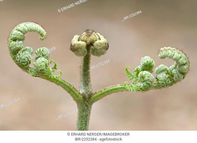 Sprouting Bracken Fern (Pteridium aquilinum), Haren, Emsland, Lower Saxony, Germany, Europe