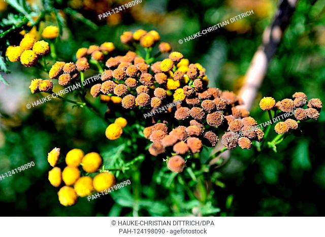 Tansy (Tanacetum vulgare) at the historic botanical garden in the city center of Utrecht (Netherlands), 01 September 2019. | usage worldwide